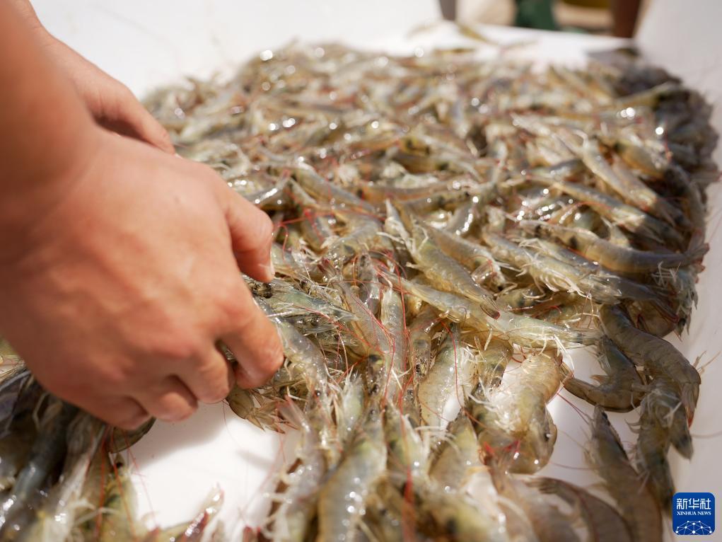 捕鱼达人之海底捞下载